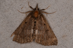 Hypena