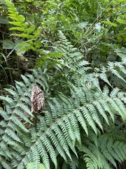 Polystichum andersonii