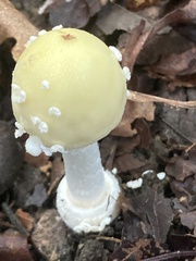 Amanita velatipes