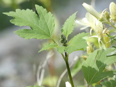 Cyclachaena xanthiifolia