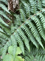 Polystichum andersonii
