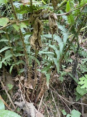 Polystichum andersonii