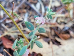 Acmispon americanus