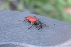 Stictoleptura canadensis