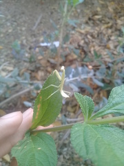 Stagmatoptera femoralis