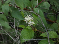Cornus sericea