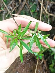 Leucopogon fasciculatus