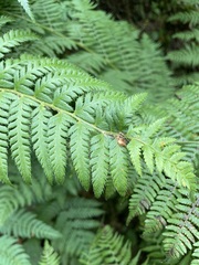 Polystichum andersonii