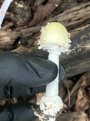 Amanita velatipes