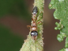 Pseudomyrmex