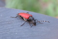 Stictoleptura canadensis