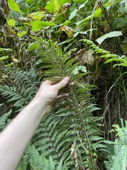 Polystichum andersonii