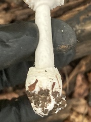 Amanita velatipes