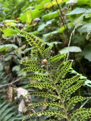 Polystichum andersonii