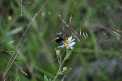 Tachina