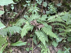 Polystichum andersonii