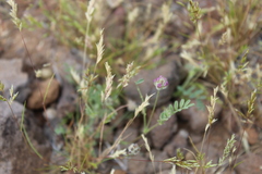 Astragalus didymocarpus