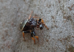Zenodorus orbiculatus