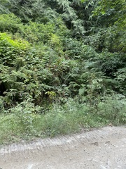 Polystichum andersonii