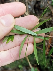 Leucopogon fasciculatus