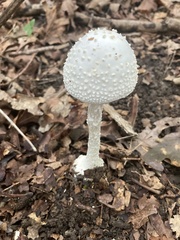 Amanita abrupta