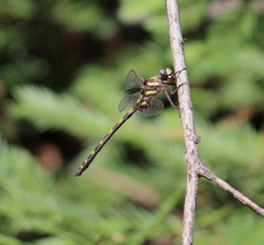 Cordulegaster dorsalis