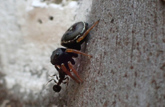 Zenodorus orbiculatus