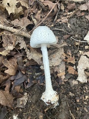 Amanita abrupta