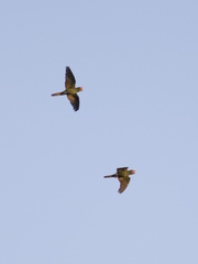 Psittacara mitratus