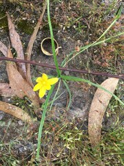 Hypoxis hygrometrica