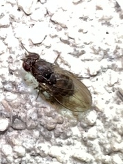 Drosophila repleta
