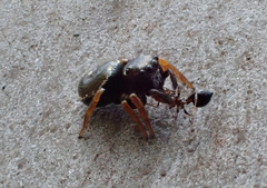 Zenodorus orbiculatus
