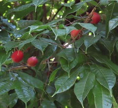 Tetragastris panamensis