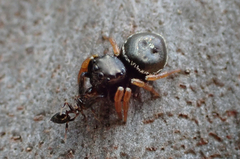 Zenodorus orbiculatus