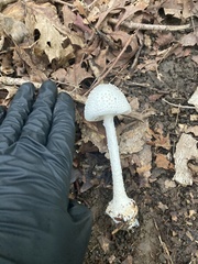 Amanita abrupta