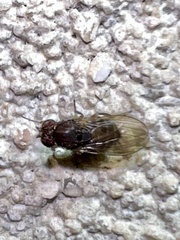 Drosophila repleta