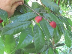 Tetragastris panamensis