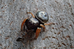 Zenodorus orbiculatus