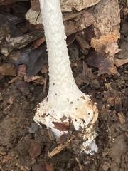 Amanita abrupta