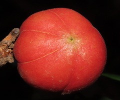 Tetragastris panamensis