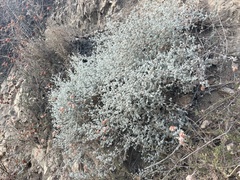 Brickellia nevinii