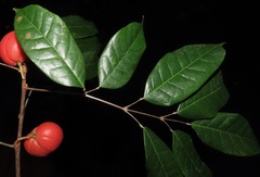 Tetragastris panamensis