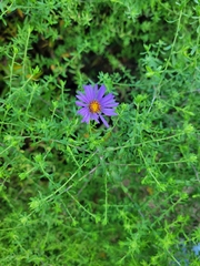Symphyotrichum oblongifolium