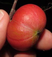 Tetragastris panamensis