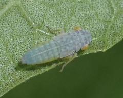 Proconiini