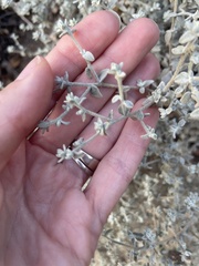 Brickellia nevinii
