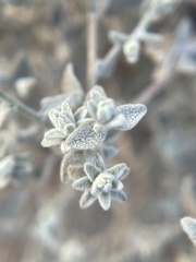 Brickellia nevinii