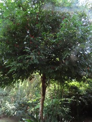 Tetragastris panamensis