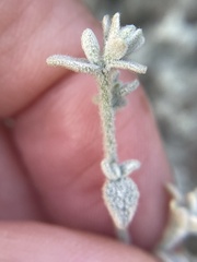 Brickellia nevinii