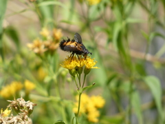 Paradejeania rutilioides